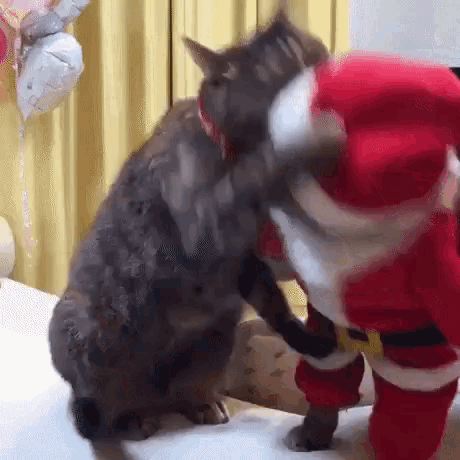 Christmas cat gif