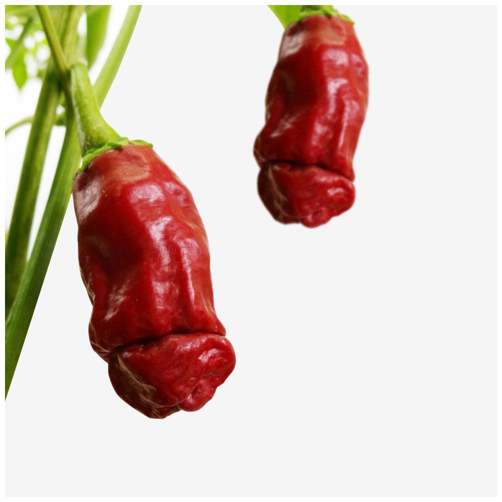 Grow A Dick